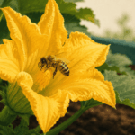 If Your Zucchini Flowers but Never Sets Fruit, Poor Pollination May Be the First Thing to Check