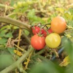 Tomato Leaves Turning Yellow From the Bottom Up: How to Read the Pattern and Find the Real Cause