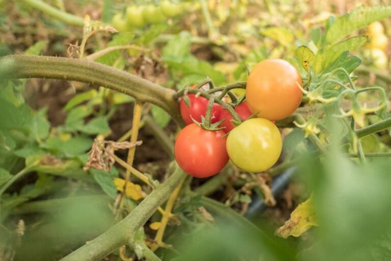 Tomato Leaves Turning Yellow From the Bottom Up: How to Read the Pattern and Find the Real Cause