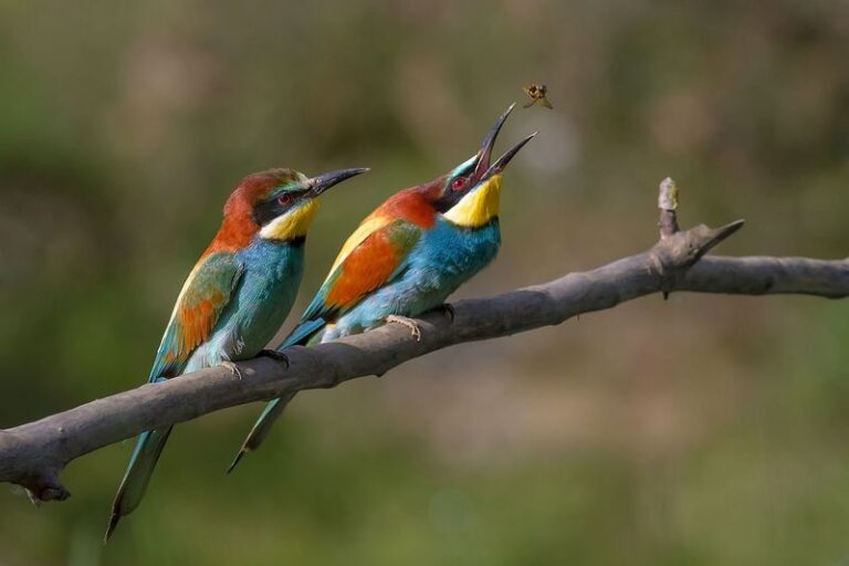 16 Mosquito-Eating Birds to Invite Into Your Yard for a Nearly Buzz-Free Summer