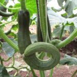 Misshapen Cucumbers: Could Be Uneven Watering, But Check Pollination Too