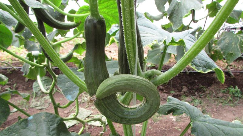 Misshapen Cucumbers: Could Be Uneven Watering, But Check Pollination Too