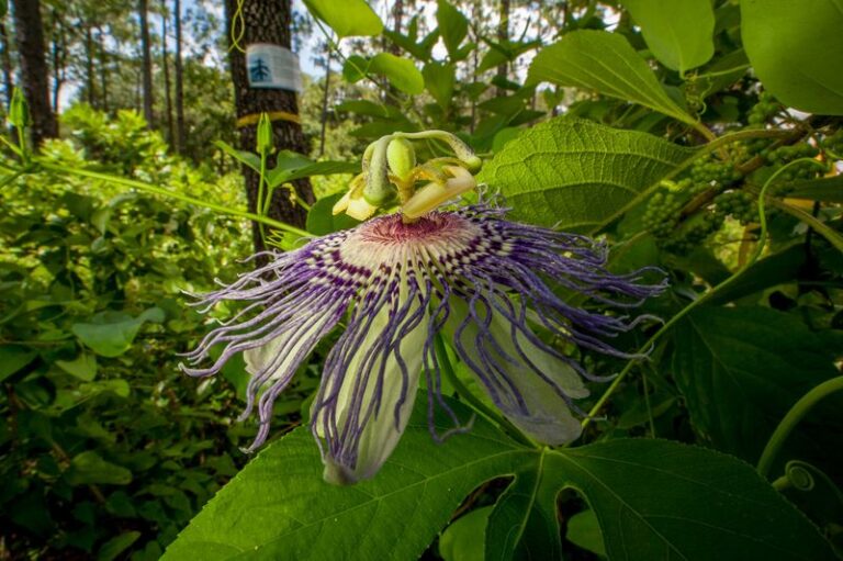 The Florida Native Vine That Turns a Hunting Owl Loose on the Rats No Trap Ever Catches
