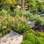 The Fire-Resistant Texas Groundcovers That Belong Against Your House Instead of Bark Mulch