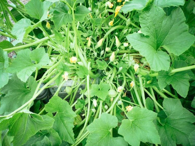 If your zucchini keeps growing leaves but no fruit, the trouble usually starts at the flowers