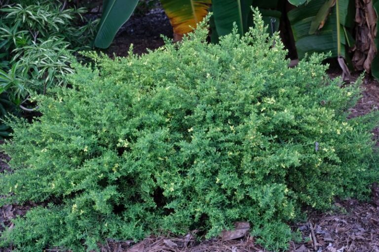 This Underrated North Carolina Native Shrub Blooms All Summer and Shrugs Off Dry Spells