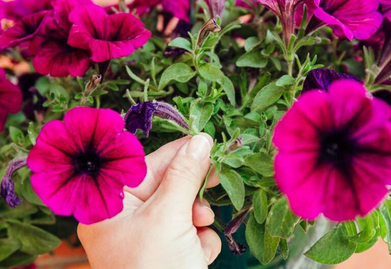 The Deadheading Mistake That Keeps Your Petunias From Reblooming Like They Should