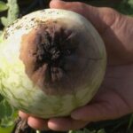 If your watermelons keep rotting at the blossom end in this heat, the trouble usually starts in the soil before the fruit even sets