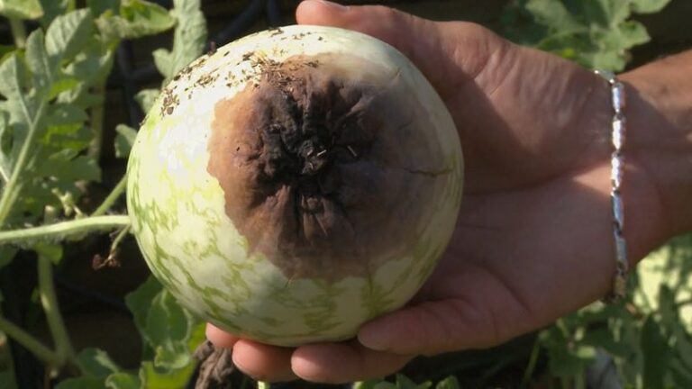 If your watermelons keep rotting at the blossom end in this heat, the trouble usually starts in the soil before the fruit even sets