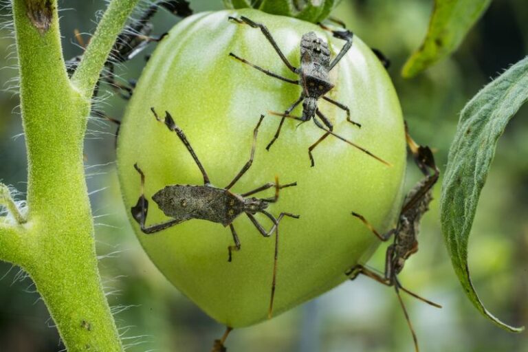 A Familiar Pest Is Moving Between California Tomatoes and Pomegranates – Here’s What to Do