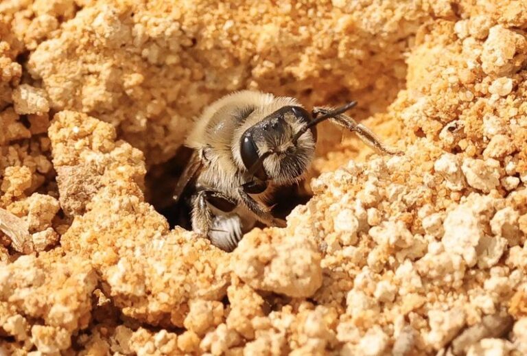 California Ground-Nesting Native Bees Need Bare Soil, Not Just Flowers