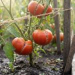 If Your Tomatoes Keep Splitting Their Skins After a Hot Spell, One Watering Habit Is Usually to Blame