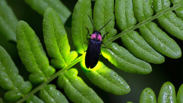 The Florida Native Plants That Pull In Painted Buntings and Fireflies to the Very Same Yard