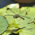 California Gray Rush Near Water Can Support Dragonfly Habitat and Help You Manage Mosquitoes More Effectively