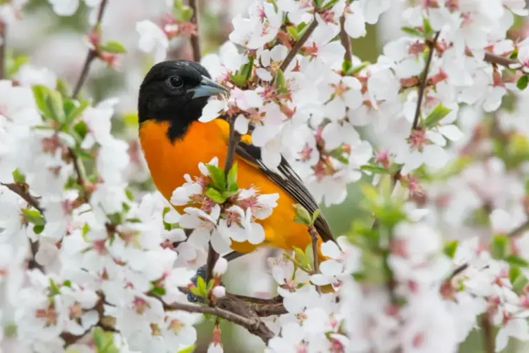 The 10 Nectar Plants That Pull Orioles Into California Gardens and Keep Them Coming Back Every Season