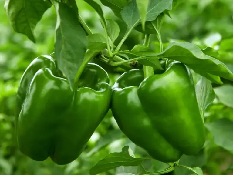 If your peppers stay stubbornly green in this heat while the plants look lush, one feeding habit is usually behind it