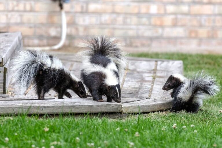 How to live with the California skunk that quietly digs up the grubs and snails wrecking your lawn