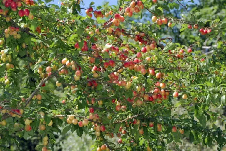 Mulberries and Chickasaw Plums Are North Carolina Natives Almost Nobody Grows but Every Yard Should Have