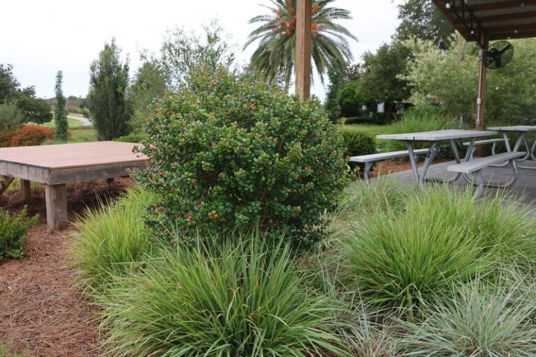 This Native Shrub Is Quietly Replacing the Tired Foundation Plantings Around Florida Homes
