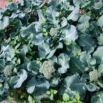 If Your Fall Cabbage and Broccoli Aren’t Started Yet, August Is the Window You Can’t Miss