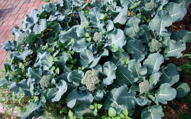 If Your Fall Cabbage and Broccoli Aren’t Started Yet, August Is the Window You Can’t Miss