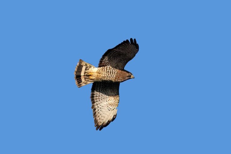 The Hawks Circling Your North Carolina Yard Are Hunting the Rodents That Carry Ticks In – Here’s How to Keep Them Coming Back