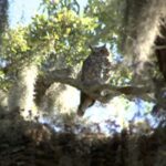 More Great Horned Owls On Your Florida Property Means Fewer Rats – Here’s What Brings Them In