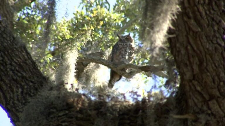 More Great Horned Owls On Your Florida Property Means Fewer Rats – Here’s What Brings Them In