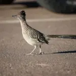 The Signs a Greater Roadrunner Has Quietly Claimed Your Texas Yard as Its Own
