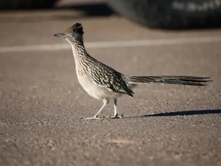The Signs a Greater Roadrunner Has Quietly Claimed Your Texas Yard as Its Own