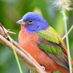 The Florida native vines that turn a plain fence into painted bunting habitat by fall