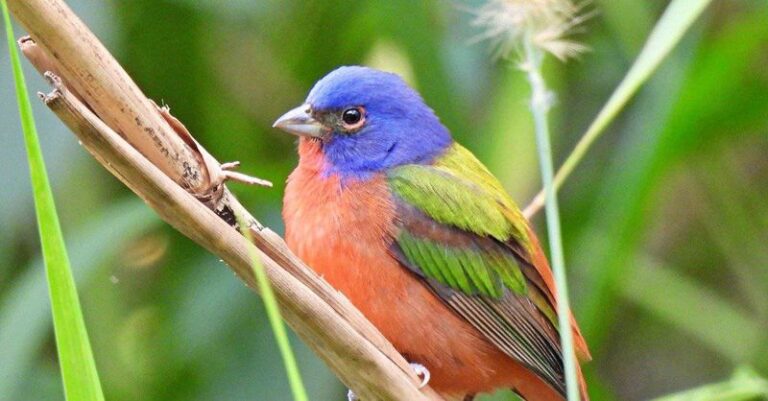 The Florida native vines that turn a plain fence into painted bunting habitat by fall