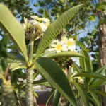 The Right Way to Prune Your Florida Plumeria So Every Cut Supports Better Blooms