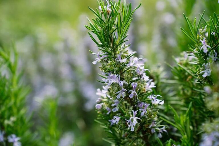 The Fragrant California Flowers That Drive Rats Out of the Yard Naturally, No Traps Needed