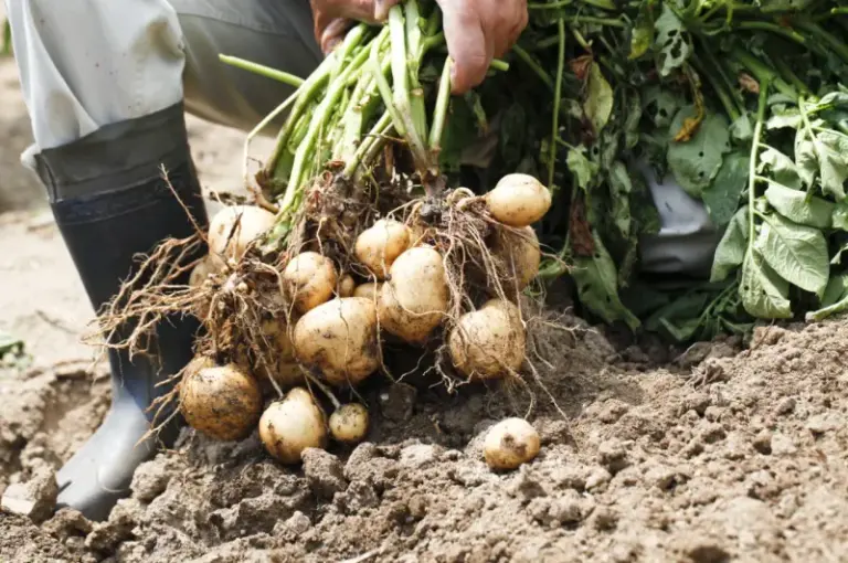 Before You Dig Up Your Potatoes, Here’s How to Know They’ve Actually Sized Up