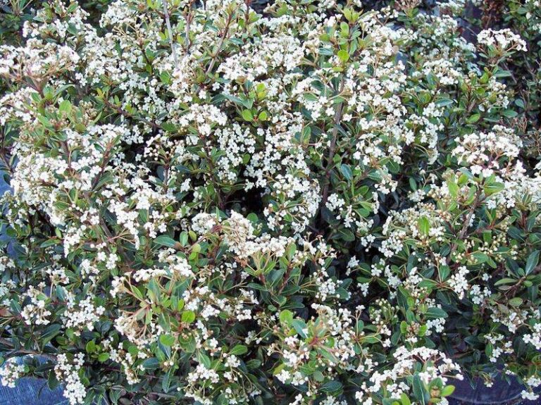 Rip out that ligustrum hedge this fall in Florida and plant the native shrub that stays dense without the constant shearing