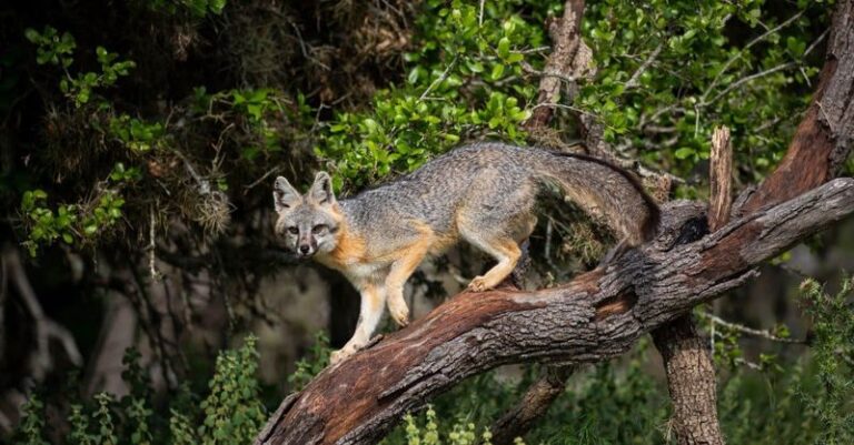 A Gray Fox at Dusk May Be Hunting Rodents in Your Texas Yard – Here Is What That Actually Means