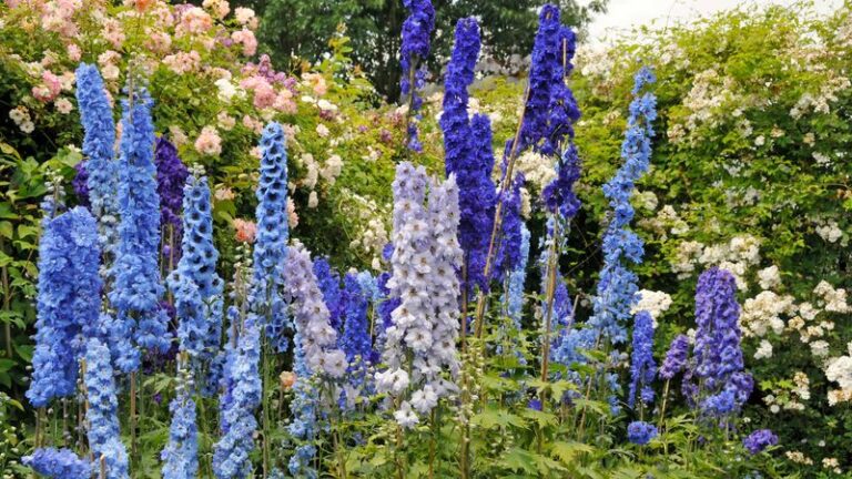 Cut Your Delphiniums Back Right After They Flower and They May Rebloom Later This Season