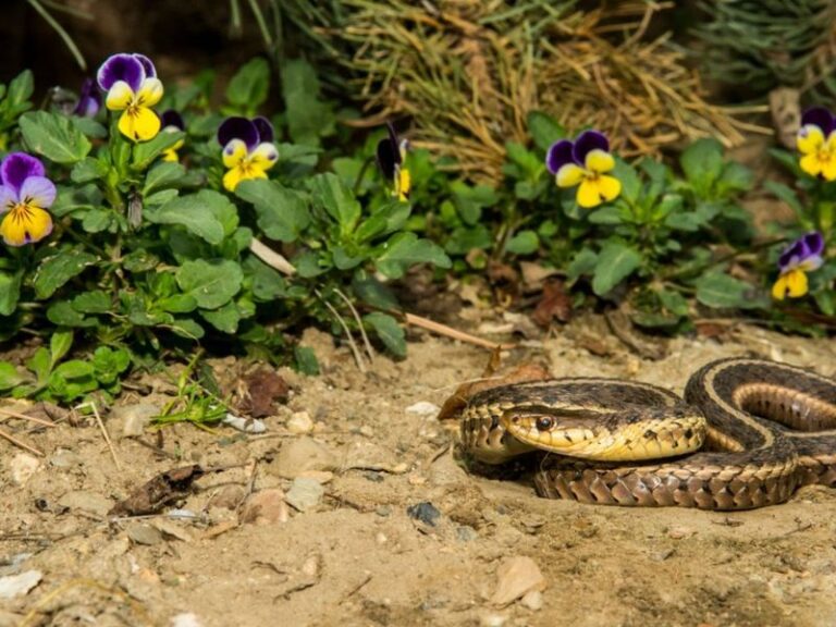 16 Warning Signs There Are Snakes Hiding in Your Yard Right Now