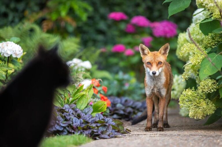 What It Really Means When a Fox Starts Patrolling Your North Carolina Yard and Why You Want It Hunting the Rodents That Carry Ticks