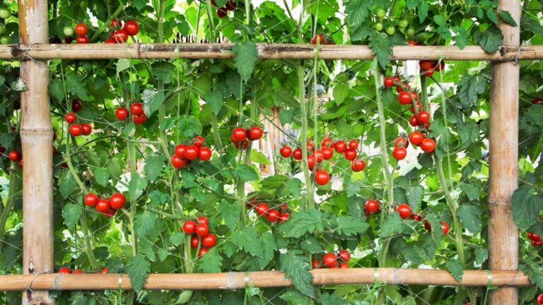 Your Tomato Cages May Be Doing More Harm Than Good – Here Are 3 Smarter Supports