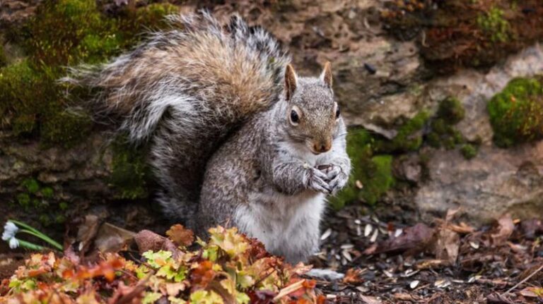 Squirrels Keep Digging Up Your Fall Bulbs? Cayenne May Help Deter Them, But Secured Mesh Protects Better