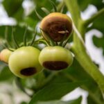 If your tomatoes rot on the bottom in this heat, the trouble usually starts in the soil before the fruit even sets