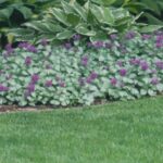 If Weeds Keep Creeping Back Into Your Beds, This One Groundcover Smothers Them and Looks Good Doing It