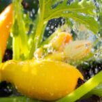 If Your Zucchini Rots at the Blossom End Before It Ripens in the Heat, One Watering Habit Is Usually to Blame