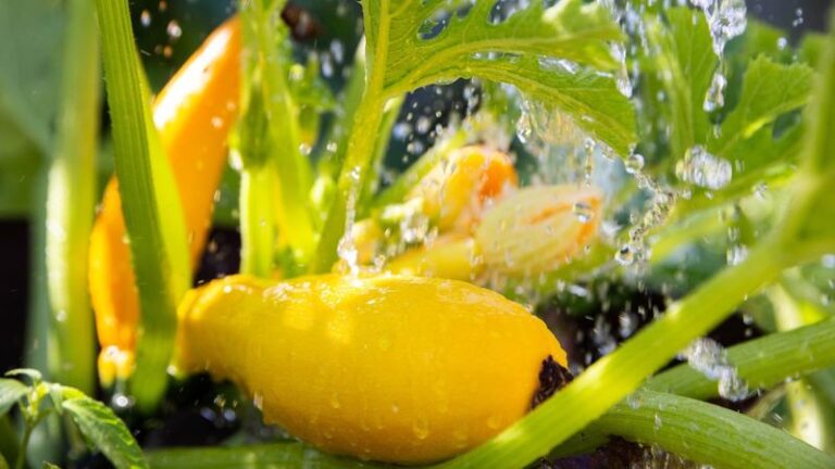 If Your Zucchini Rots at the Blossom End Before It Ripens in the Heat, One Watering Habit Is Usually to Blame