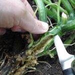 Your Squash Vines Wilt and Collapse Overnight – It’s Not the Heat, It’s a Borer Inside the Stem