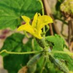 Your Cucumber Plants Are Covered in Flowers but Set No Fruit — Here Are the 6 Reasons Why