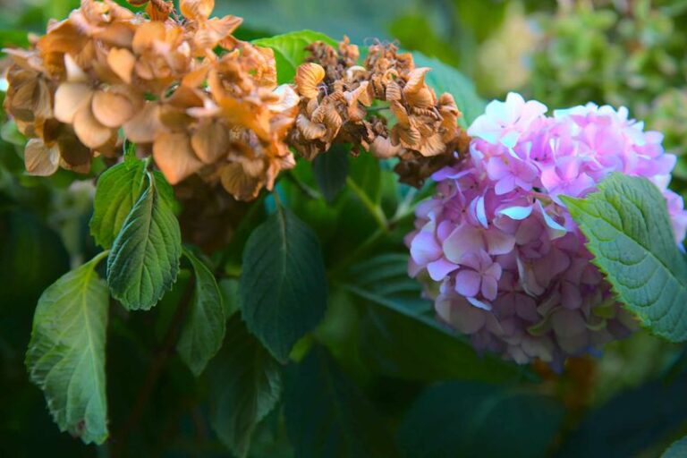 Your Wilting Hydrangeas May Not Be Thirsty – They May Be Drowning in the July Heat