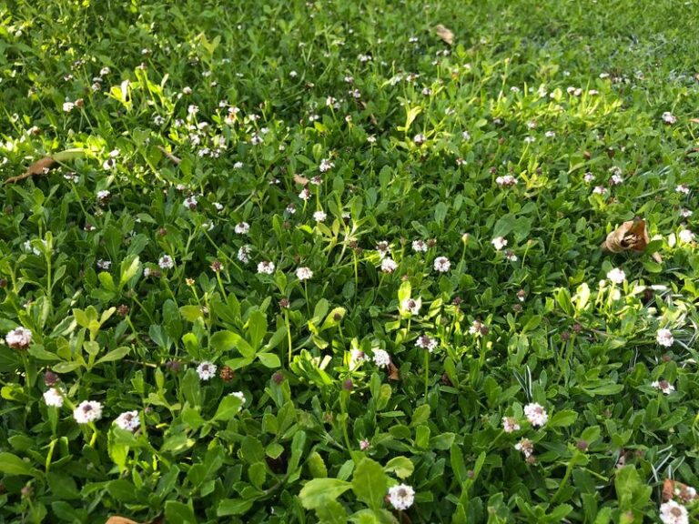 The Front-Lawn Groundcover Florida Homeowners Are Planting That HOAs Can’t Legally Touch